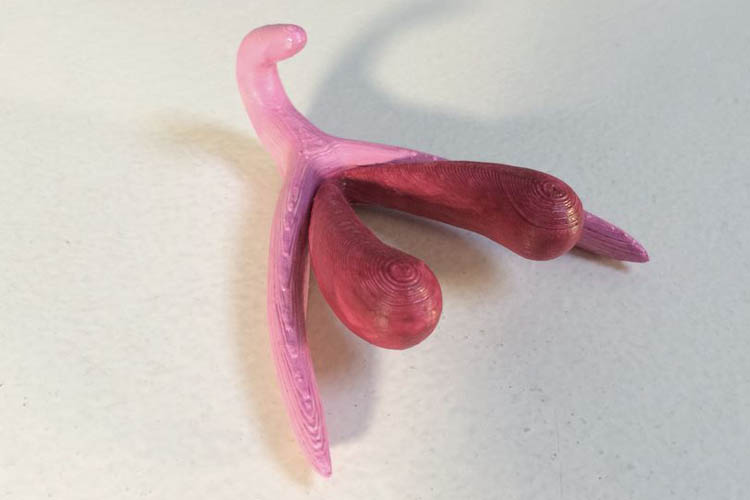 3D printed clitoris