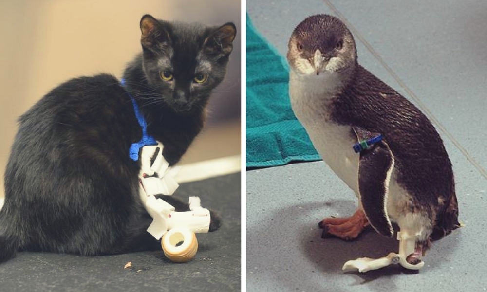 3D Printed Prosthetics: 8 Incredible Animal Prostheses