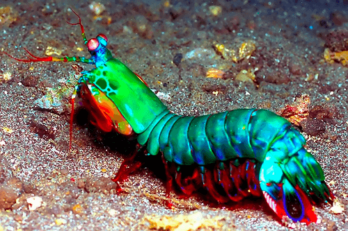 mantis shrimp 3d printed armor