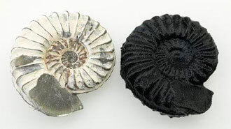 A real ammonite next to a 3D printed one Credit: museumvictoria.com