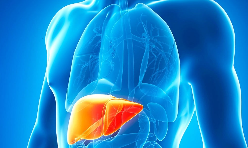 Medical 3D printing: Discover the 3D printed liver !